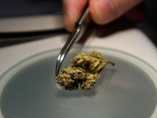 POLL: Fla. voters approve of medical marijuana