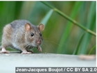 Gardens next to Louvre overrun with rats