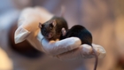 Mouse mind-control could be big first step