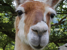 Best tweets of llama drama 2015