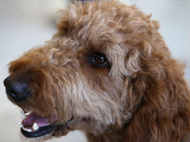 Miami International announces new therapy dog program