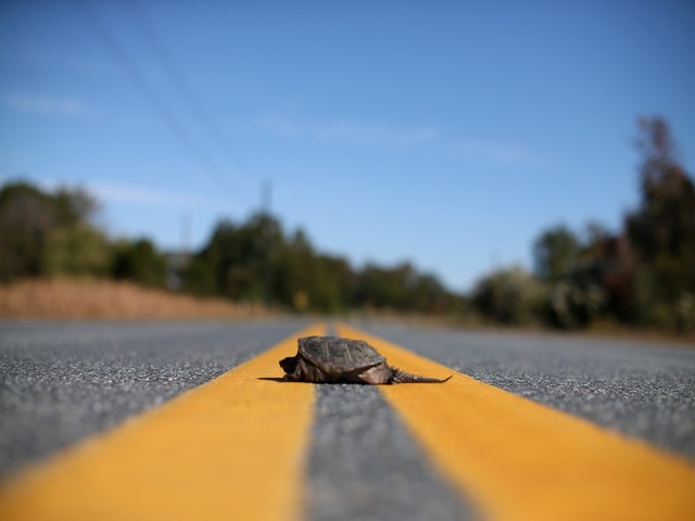 Turtle smashes through Fla. driver's windshield