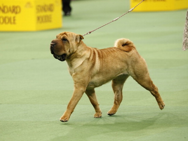 Infant mauled to death by family dog