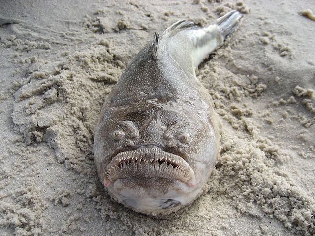 Virginia beachgoers warned about creepy-looking fish