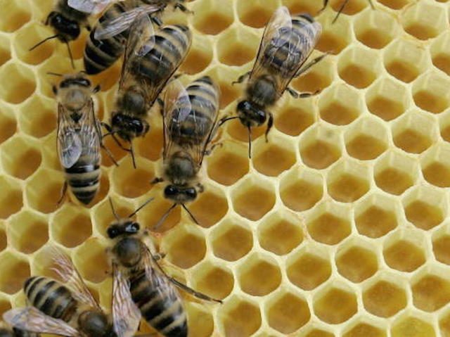Bees escape in Wal-Mart parking lot, sting several people