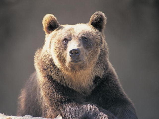 Woman has invasive bear killed, gets backlash