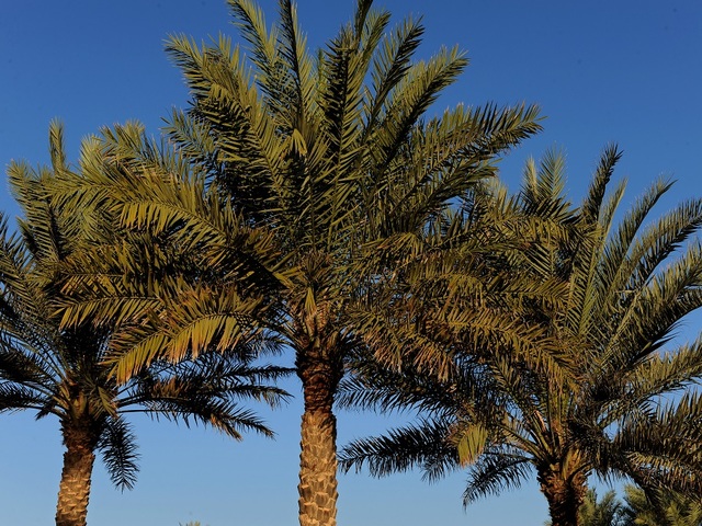 palm trees