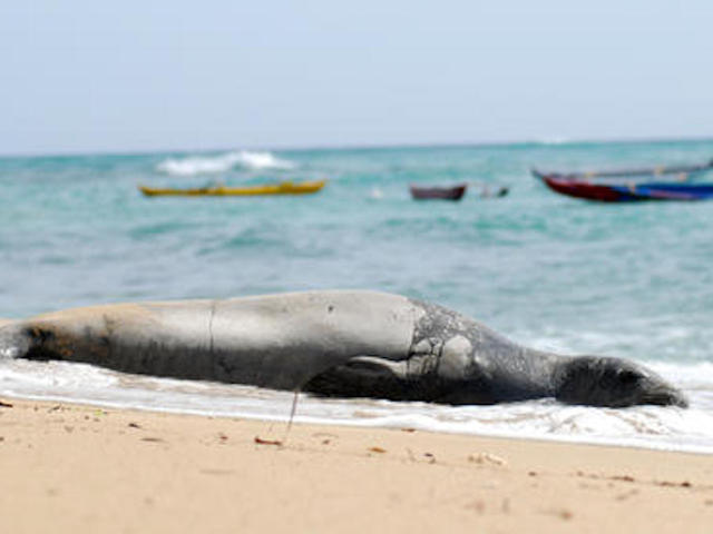 Deadly cat poop causes rift among animal defenders in Hawaii