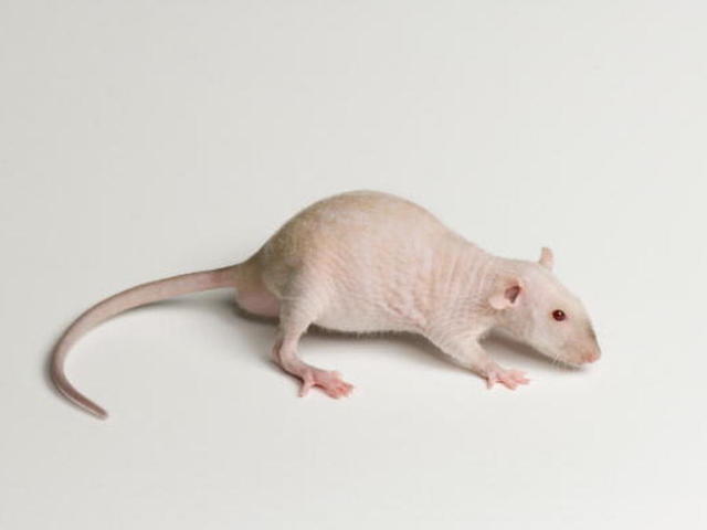Giant rats eat 3-month-old baby, per reports