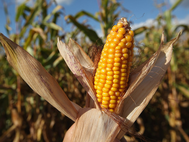 Mexico ready to retaliate by hurting American corn farmers