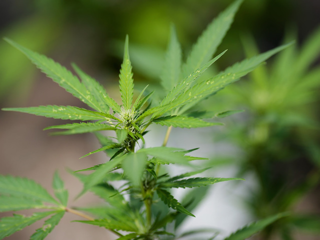 Californians line up to legally buy recreational pot