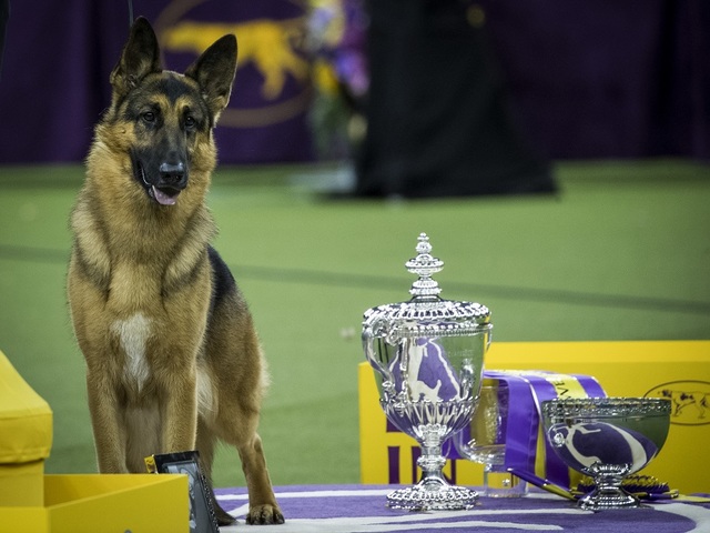 'Rumor has it!' Rumor the German Shepherd wins Best in Show at Westminster Dog Show