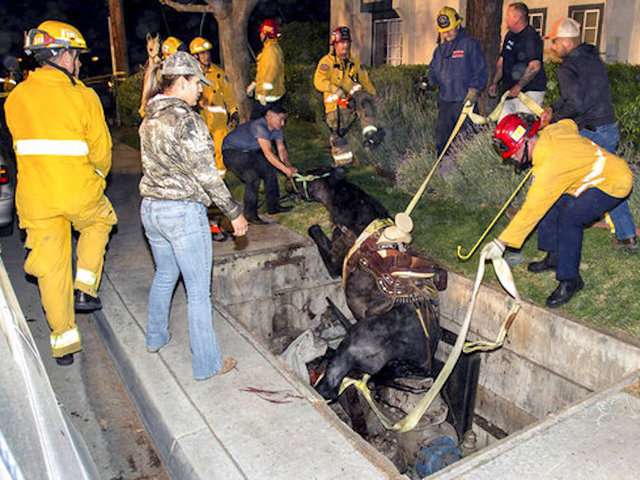 Horse rescued after falling through utility vault during Taco Bell run