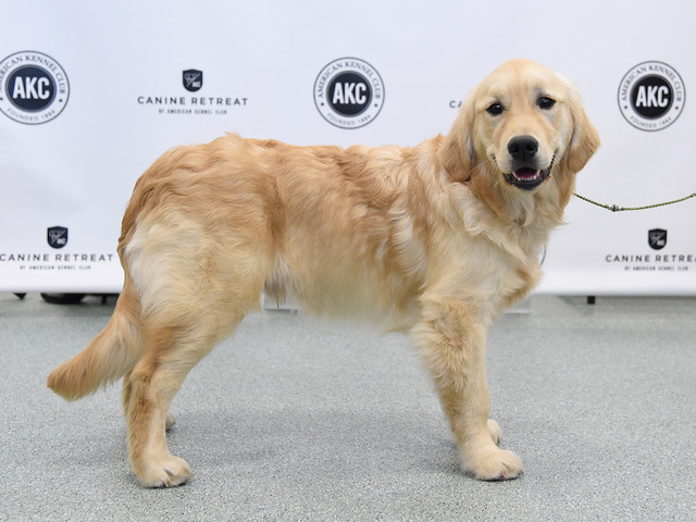 Taiwan bans eating dog and cat meat