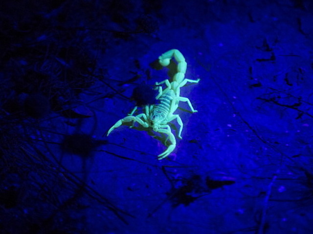 United passenger says he was stung by scorpion during flight