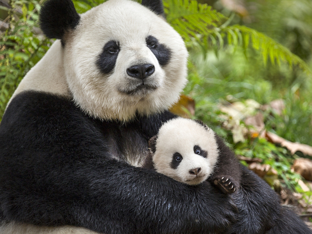 Disney's 'Born in China' — movie review