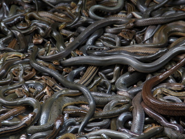 Wait, what? Scientist discovers snakes that hunt in packs
