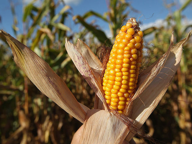 5 ways to prepare corn on the cob for summertime BBQs