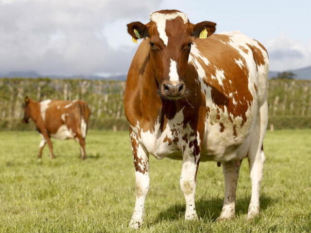 Serial cow killer? String of New Mexico cattle shootings spark fears