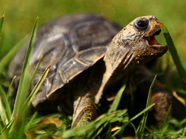 baby galapagos tortoise