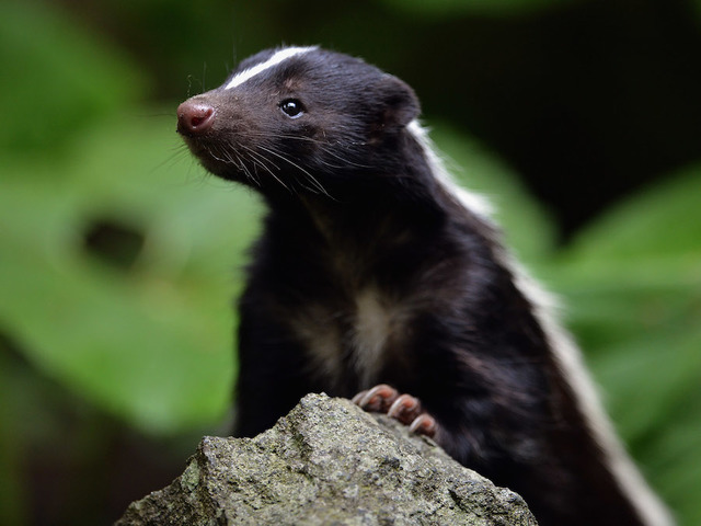Connecticut teen wakes to find skunk in bed with him