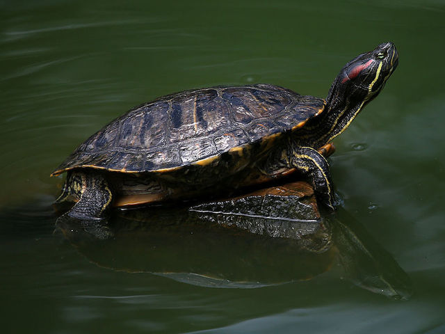 Pet turtles blamed for multistate salmonella outbreak