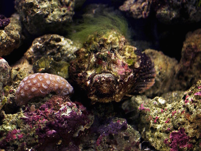 Stonefish are already scary, and now scientists have found they have switchblades in their heads