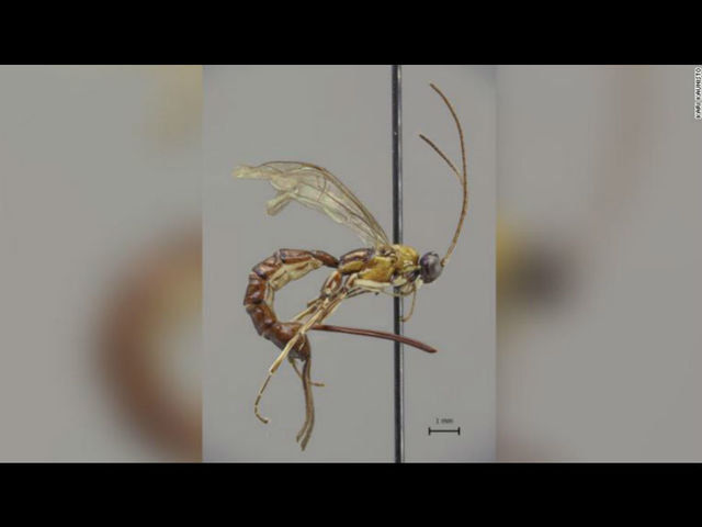 All wasps are scary, but this one is definitely the scariest