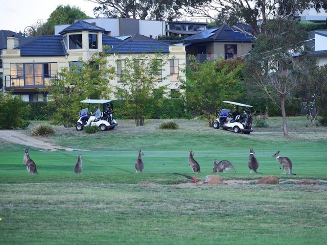 Mobs of kangaroos take to streets of Australia's capital over food shortages