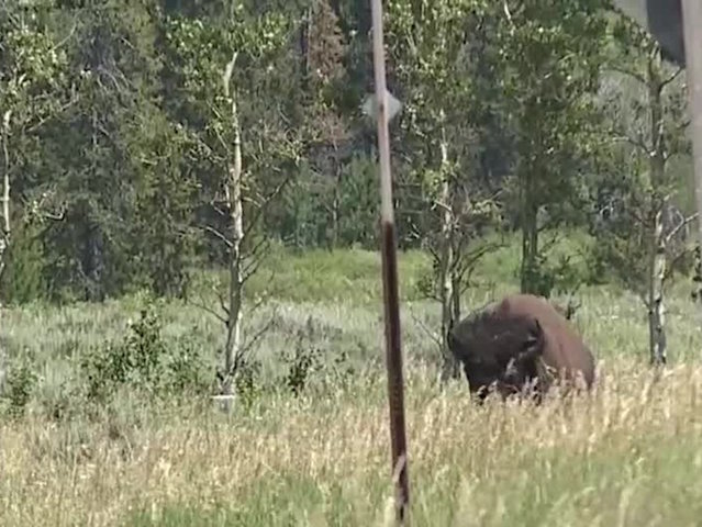 Man in Yellowstone bison harassment video arrested at Glacier National Park