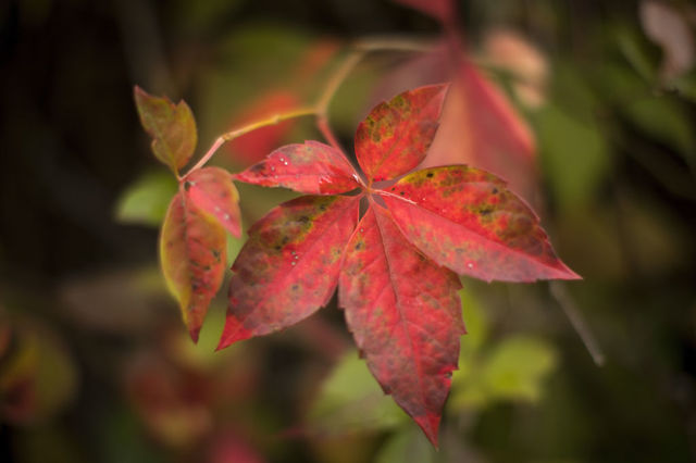 When is the best time to go 'leaf peeping' in your state? This map will tell you.