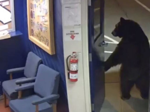 Bear enters California law enforcement facility to inspect vending machines